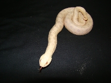 PINKGLOW " PINK PASTEL HYPO"