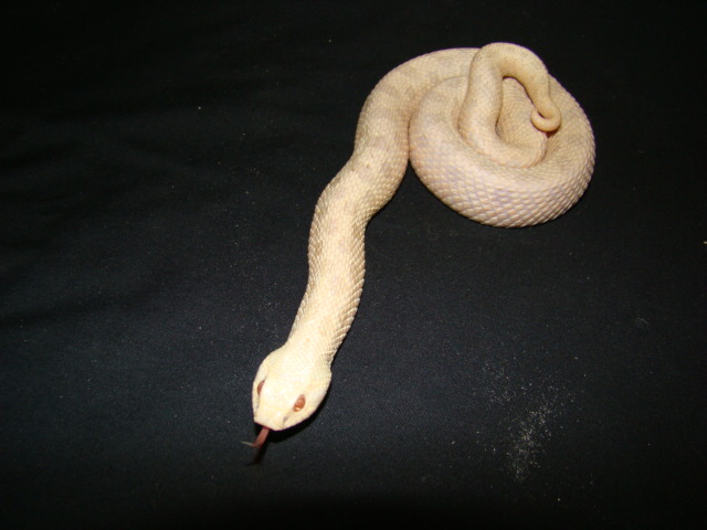 PINKGLOW " PINK PASTEL HYPO"