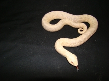 PINKGLOW " PINK PASTEL HYPO"