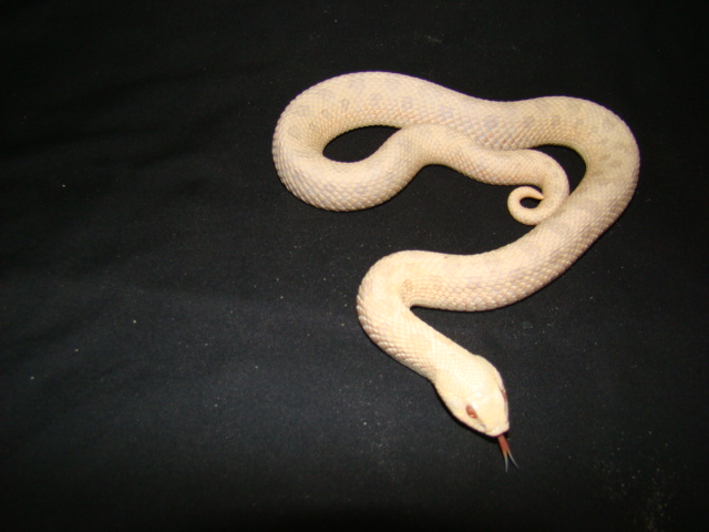 PINKGLOW " PINK PASTEL HYPO"