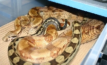 Hypo Motleybesque