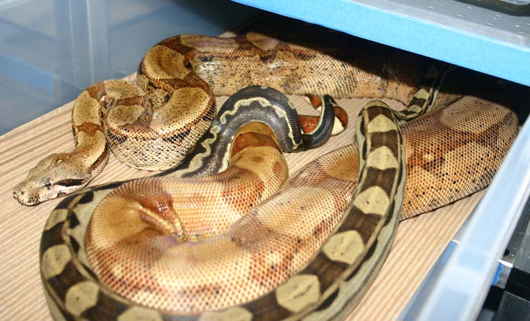 Hypo Motleybesque
