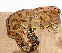 Squre Tail