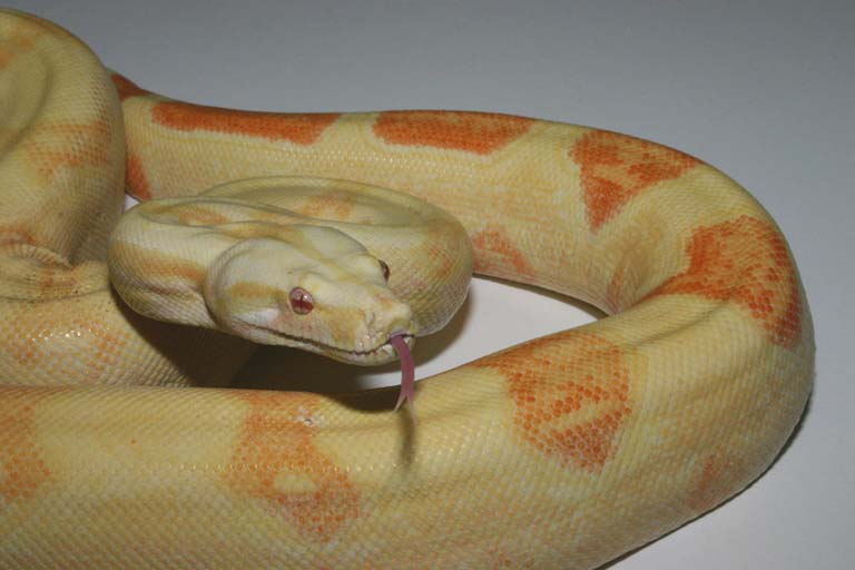Albino Het Stripe