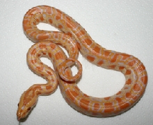 Albino Het Lab