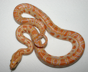 Albino Het Lab