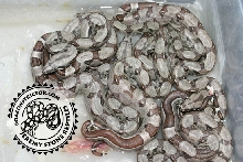 albinostripe