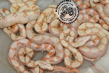 albinotstripea