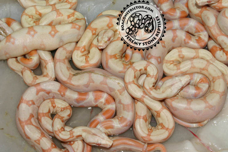 albinotstripea
