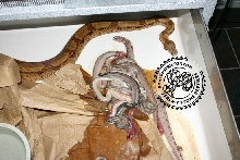 Dead Motleybesque litter