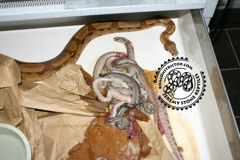 Dead Motleybesque litter