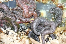 Hypo nic litter1