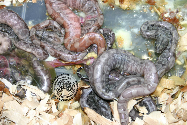 Hypo nic litter1