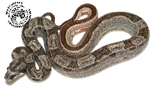 Hypomotley2a