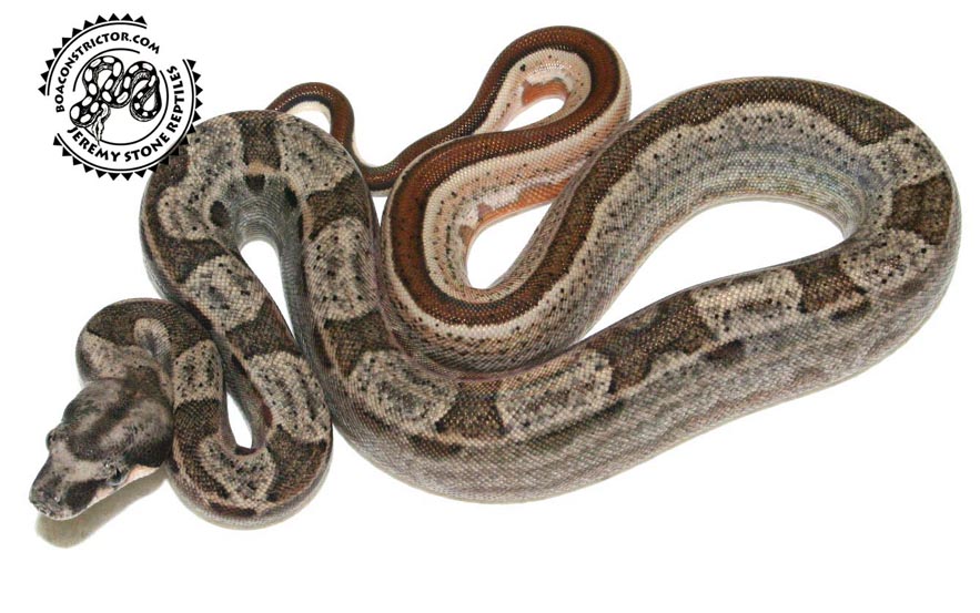 Hypomotley2a
