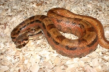hypomotlie