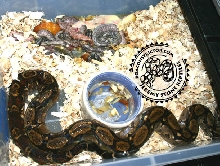 Hypi Nic litter2