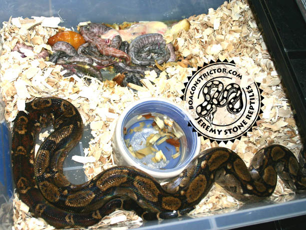 Hypi Nic litter2