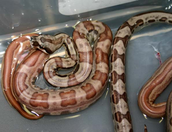 junglemotley
