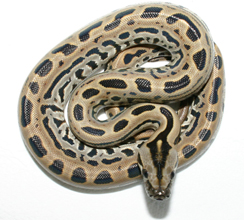 Lab H Albino