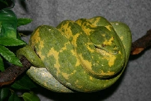 Rosy