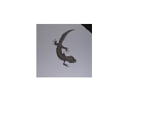 my blizzard leopard gecko