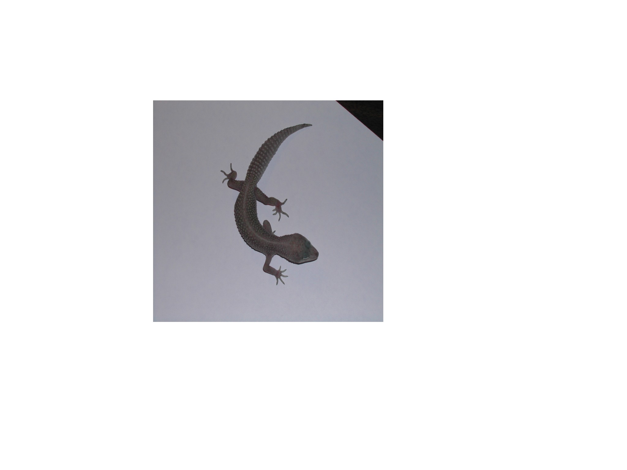 my blizzard leopard gecko