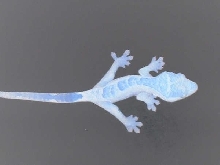 pic of the crested im getting