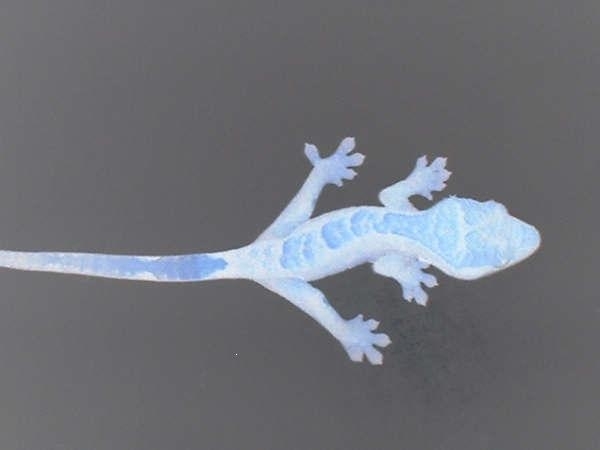 pic of the crested im getting