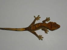 my crested im getting