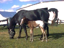 Ebony's foal