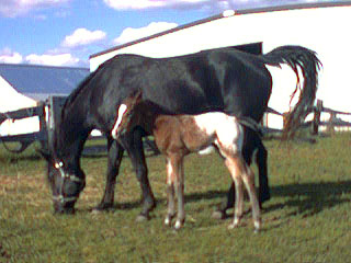 Ebony's foal