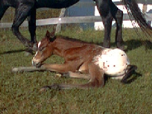 New foal