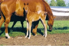 2003 Filly