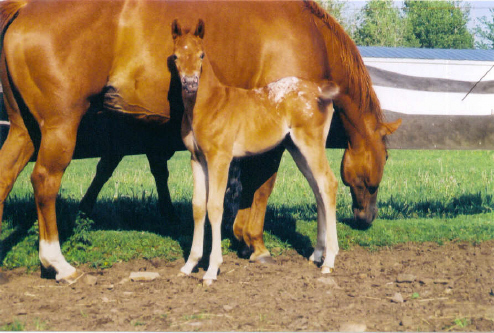 2003 Filly
