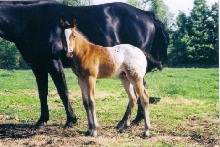 2003 Colt