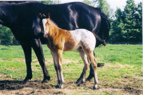 2003 Colt