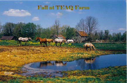 Fall at TEAQ Farm