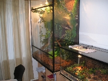 My new 1.0 Spilotes Pullatus terrarium