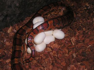 Egg laying