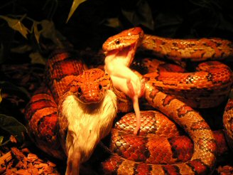 2 corn snakes eating