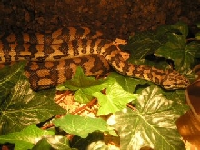 My male Carpet Python