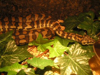 My male Carpet Python