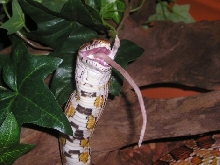 Sneak eating