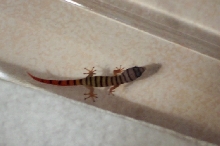 identification??