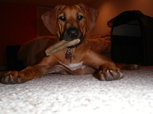 Taj with his bone