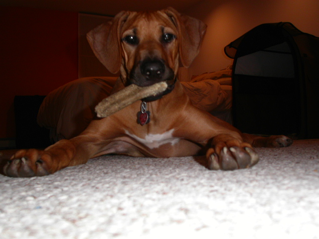 Taj with his bone