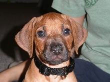 Taj at 8 weeks
