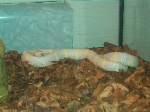 Albino Cali. King