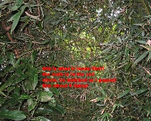 hawaii habitat